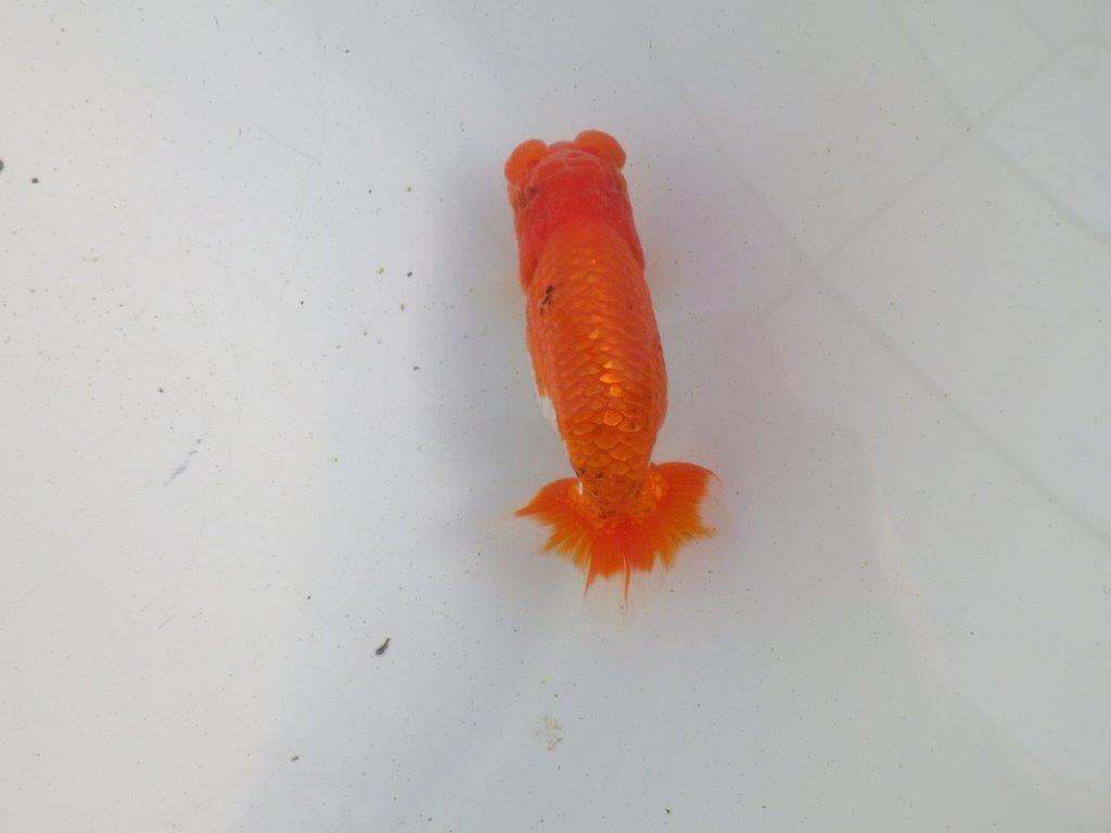 【愛知 伊藤孝広 氏】目指せサイズアップ！明け二歳らんちゅう 約11,5㎝