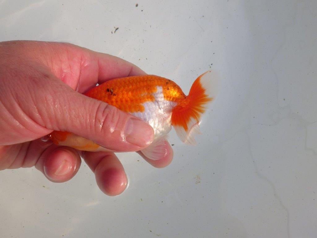 【愛知 伊藤孝広 氏】目指せサイズアップ！明け二歳らんちゅう 約11,5㎝