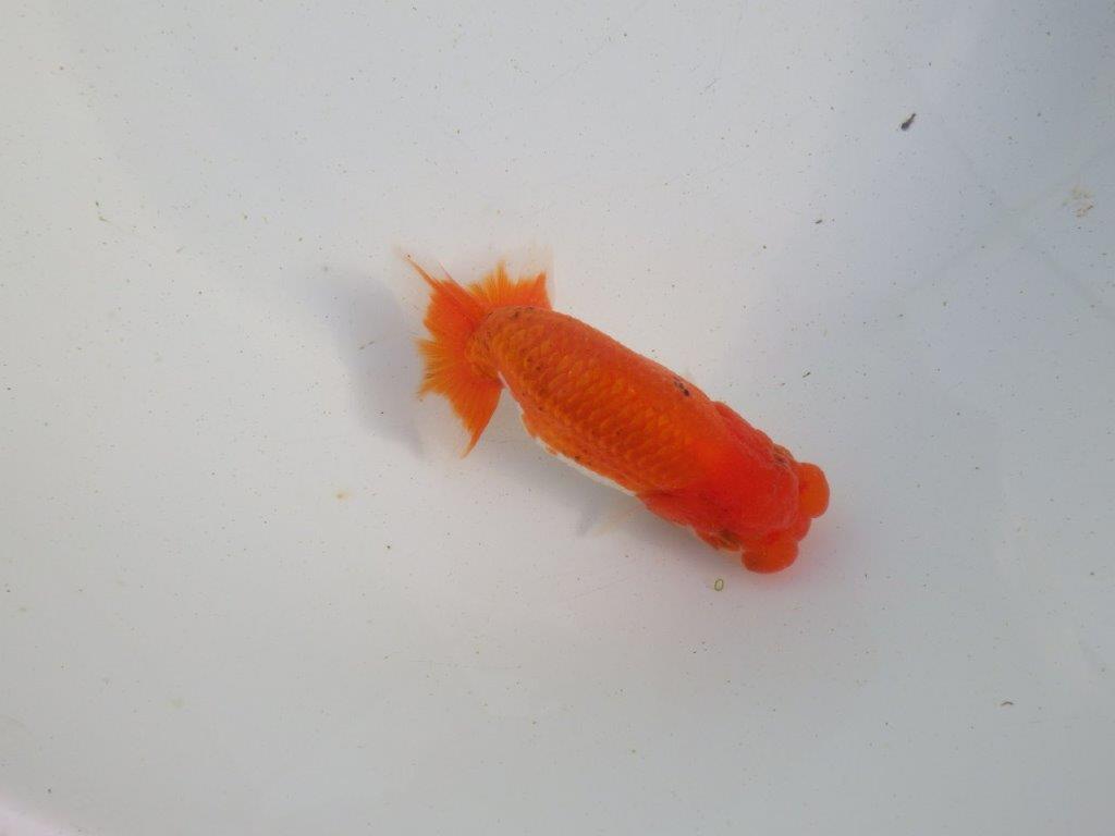 【愛知 伊藤孝広 氏】目指せサイズアップ！明け二歳らんちゅう 約11,5㎝