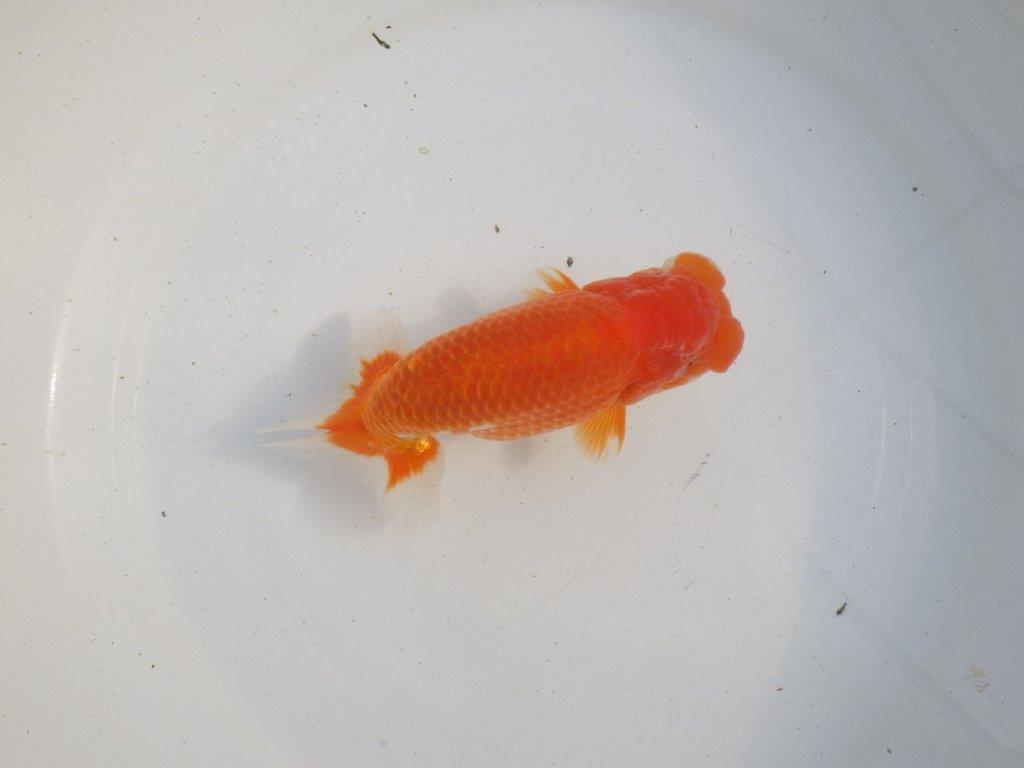 【愛知 伊藤孝広 氏】迫力のある明け二歳らんちゅう 約14,5㎝ オス？