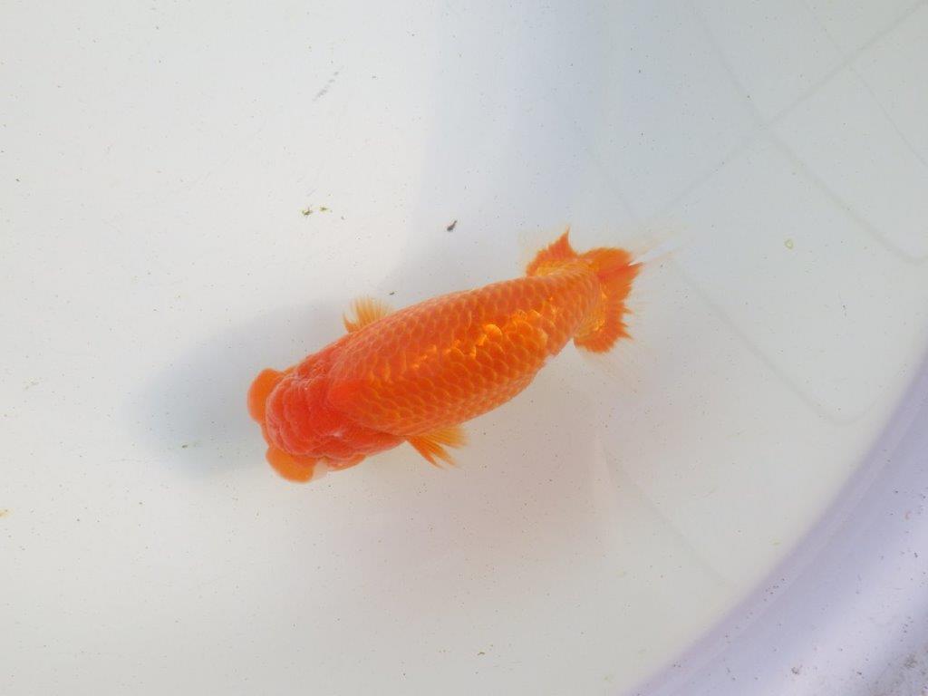 【愛知 伊藤孝広 氏】迫力のある明け二歳らんちゅう 約14,5㎝ オス？