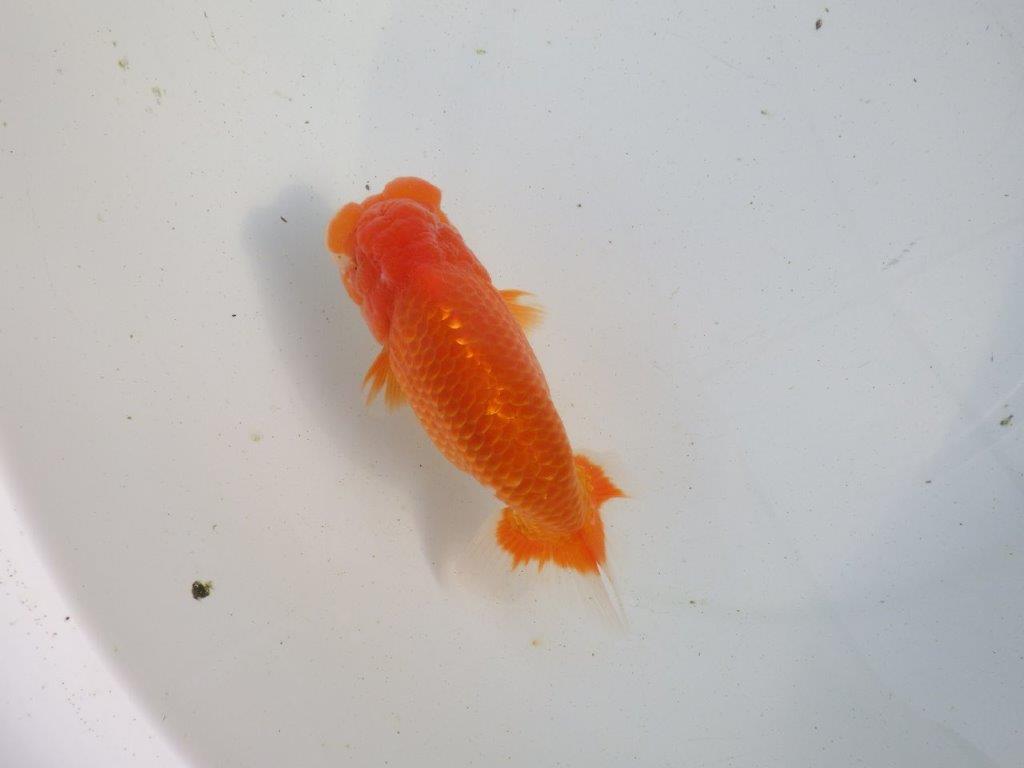 【愛知 伊藤孝広 氏】迫力のある明け二歳らんちゅう 約14,5㎝ オス？