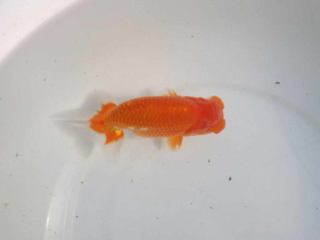 【愛知 伊藤孝広 氏】迫力のある明け二歳らんちゅう 約14,5㎝ オス？