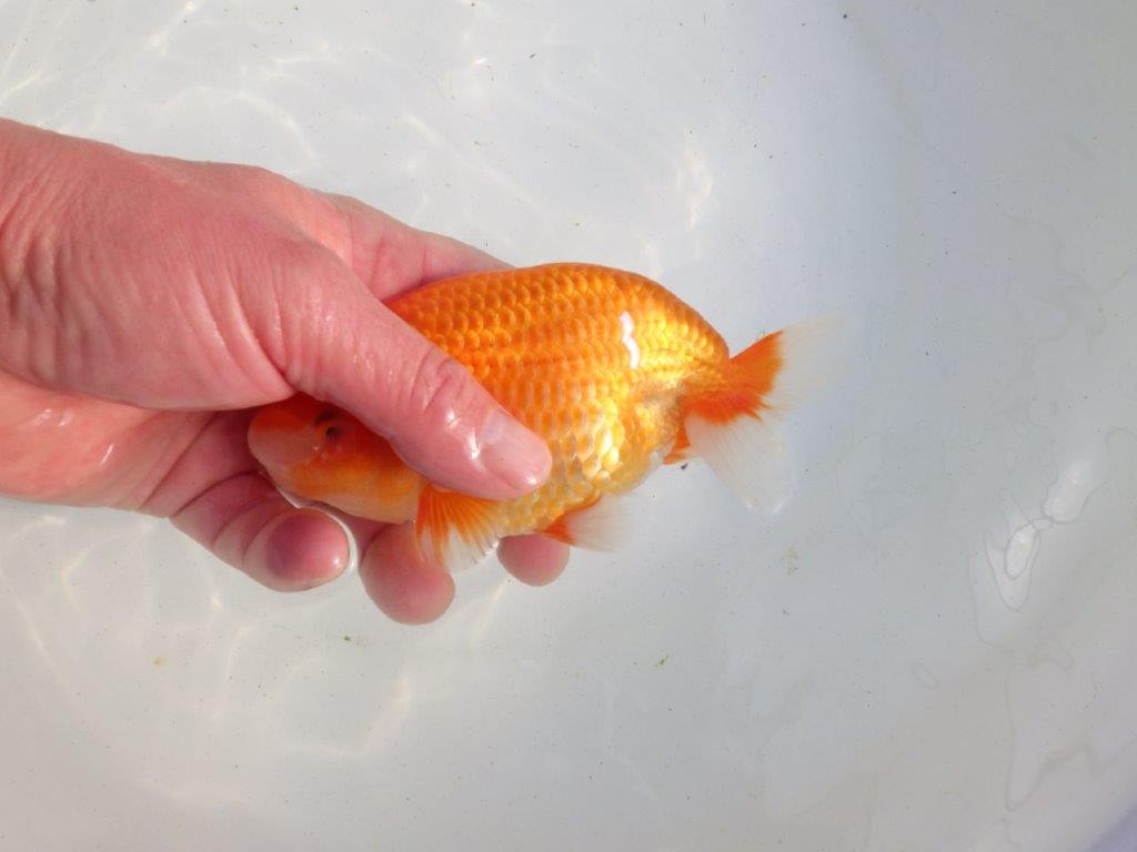 【愛知 伊藤孝広 氏】迫力のある明け二歳らんちゅう 約14,5㎝ オス？