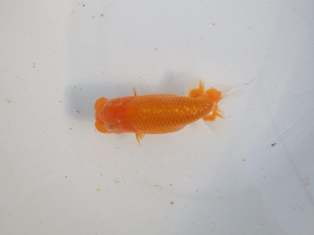 【愛知 伊藤孝広 氏】雰囲気の良い明け二歳らんちゅう 約12㎝オス？