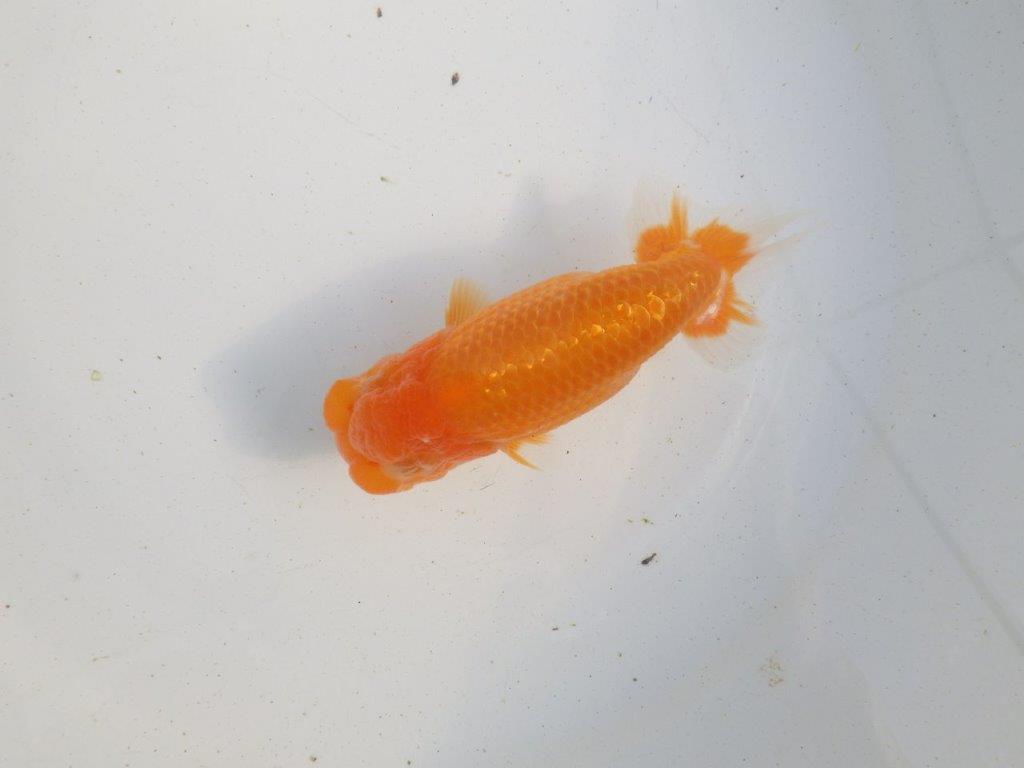 【愛知 伊藤孝広 氏】雰囲気の良い明け二歳らんちゅう 約12㎝オス？