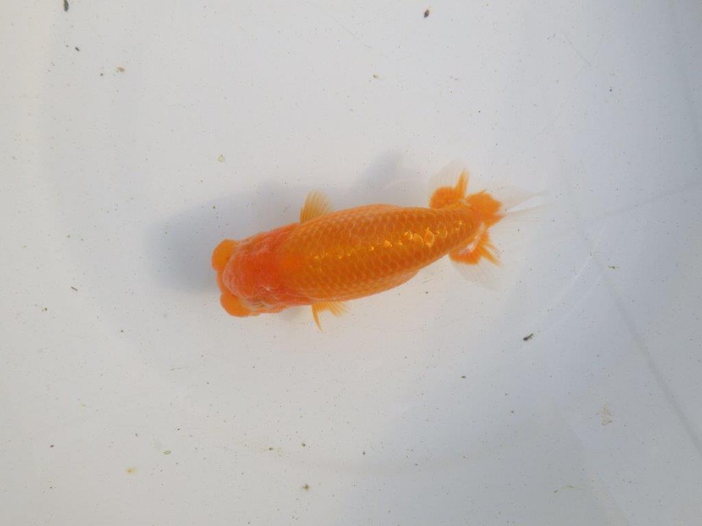 【愛知 伊藤孝広 氏】雰囲気の良い明け二歳らんちゅう 約12㎝オス？