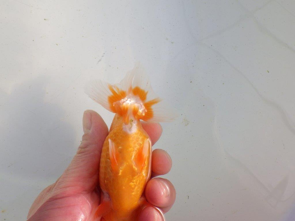 【愛知 伊藤孝広 氏】雰囲気の良い明け二歳らんちゅう 約12㎝オス？