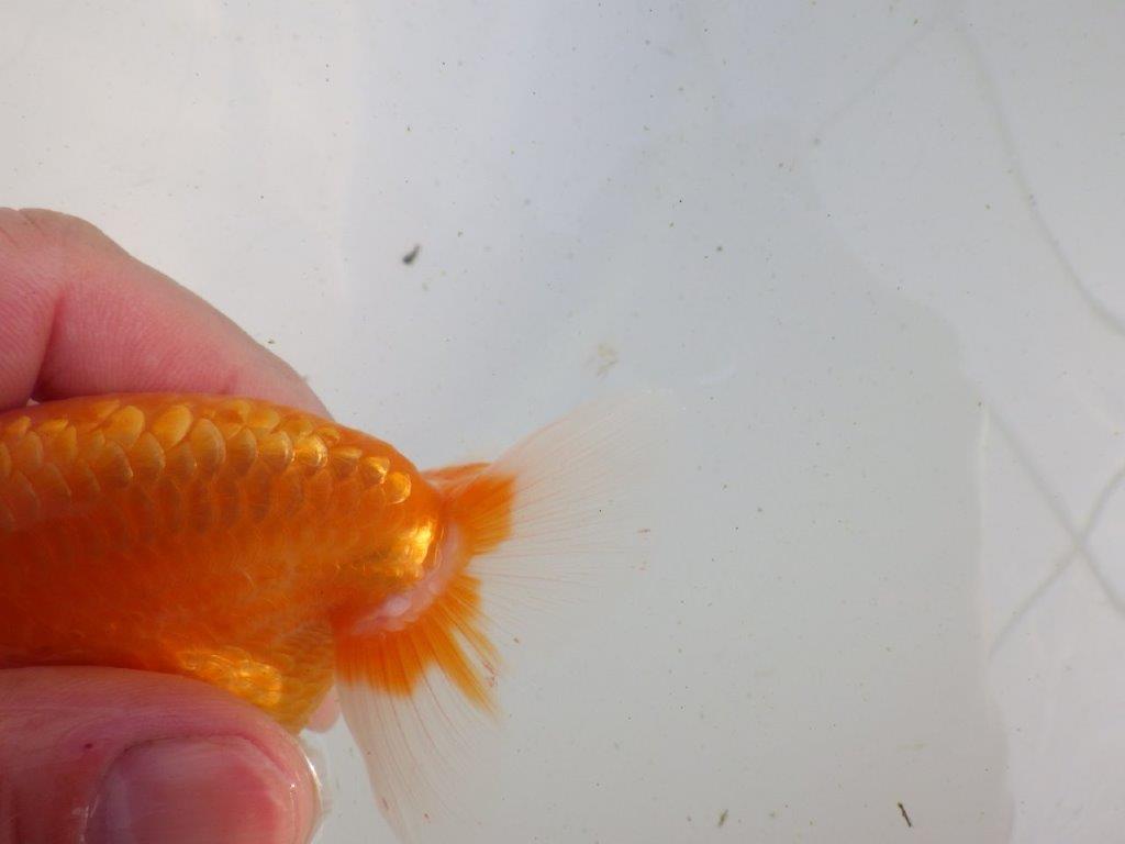 【愛知 伊藤孝広 氏】雰囲気の良い明け二歳らんちゅう 約12㎝オス？