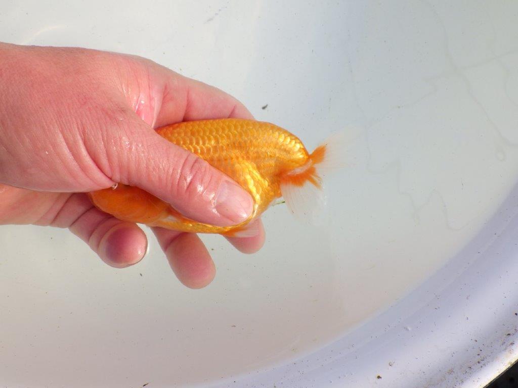 【愛知 伊藤孝広 氏】雰囲気の良い明け二歳らんちゅう 約12㎝オス？