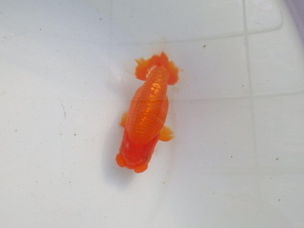 【愛知 伊藤孝広 氏】飼い込みお勧め明け二歳らんちゅう 約12㎝メス？