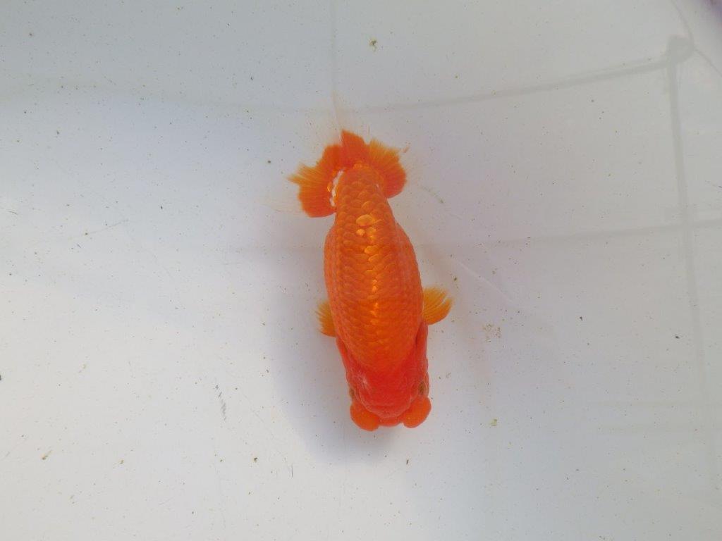 【愛知 伊藤孝広 氏】飼い込みお勧め明け二歳らんちゅう 約12㎝メス？