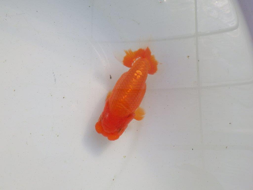 【愛知 伊藤孝広 氏】飼い込みお勧め明け二歳らんちゅう 約12㎝メス？