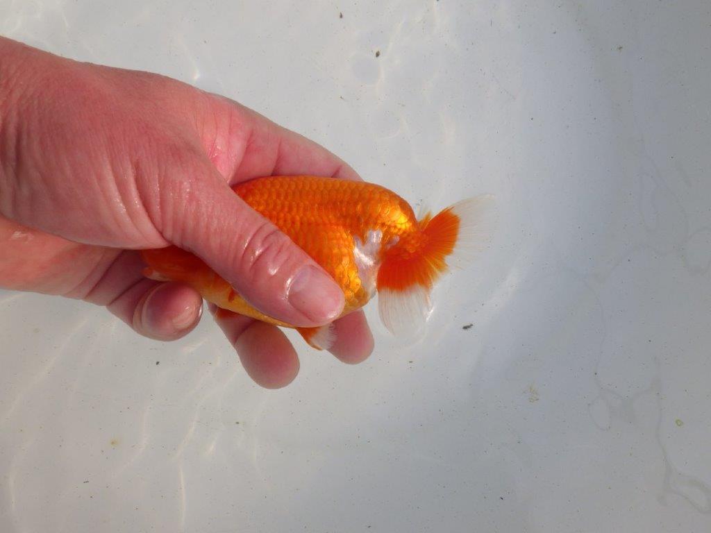 【愛知 伊藤孝広 氏】飼い込みお勧め明け二歳らんちゅう 約12㎝メス？