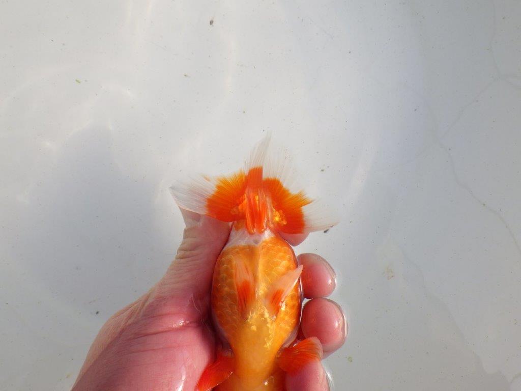 【愛知 伊藤孝広 氏】飼い込みお勧め明け二歳らんちゅう 約12㎝メス？