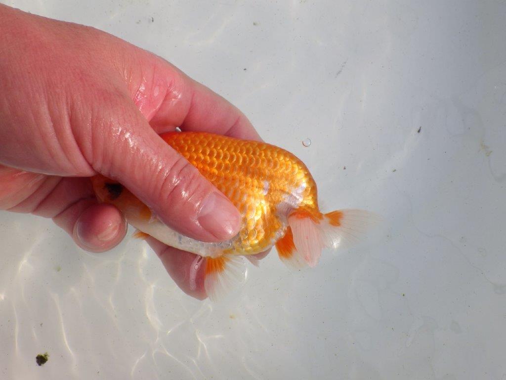 【愛知 伊藤孝広 氏】種にもお勧め明け二歳らんちゅう 約13㎝オス？