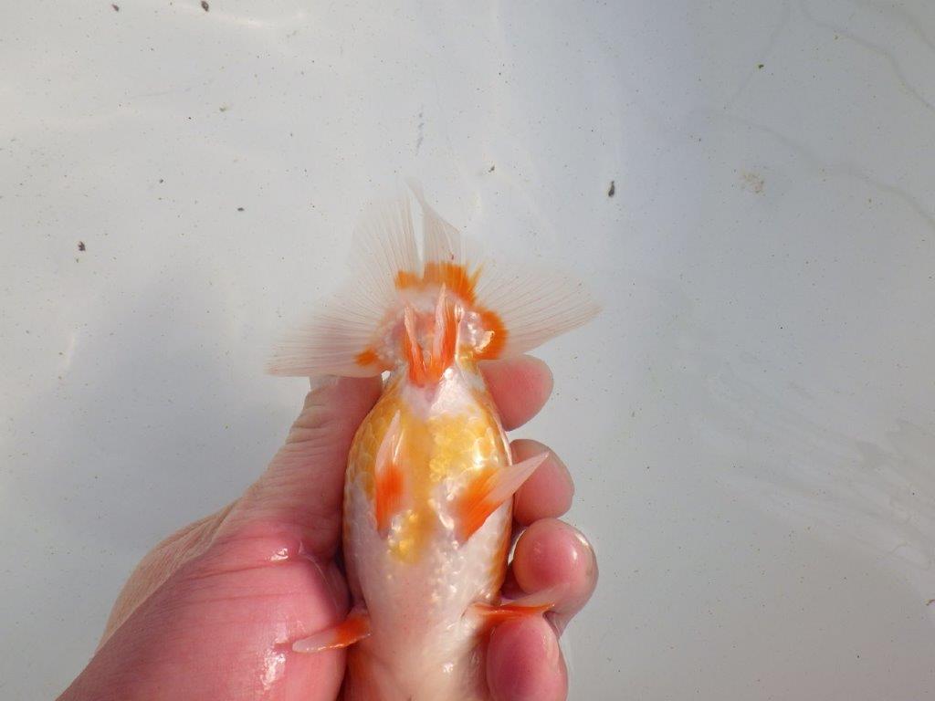 【愛知 伊藤孝広 氏】種にもお勧め明け二歳らんちゅう 約13㎝オス？