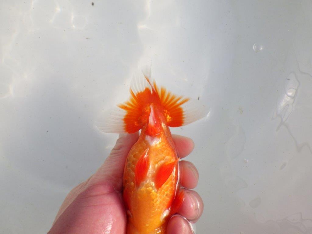 【愛知 伊藤孝広 氏】素晴らしい尾型、尾構えの明け二歳らんちゅう 約14㎝オス?