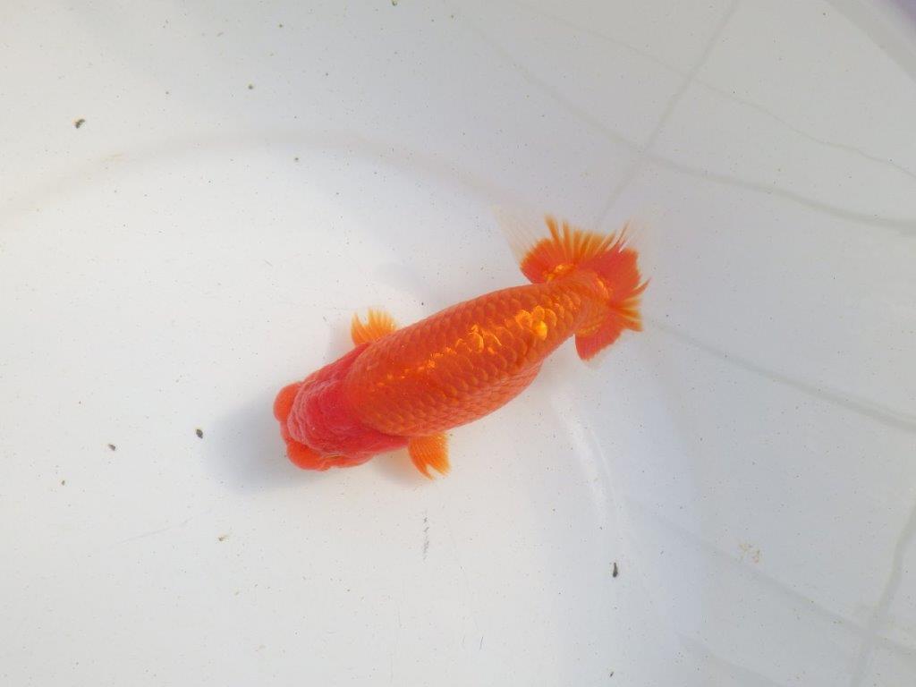 【愛知 伊藤孝広 氏】素晴らしい尾型、尾構えの明け二歳らんちゅう 約14㎝オス?