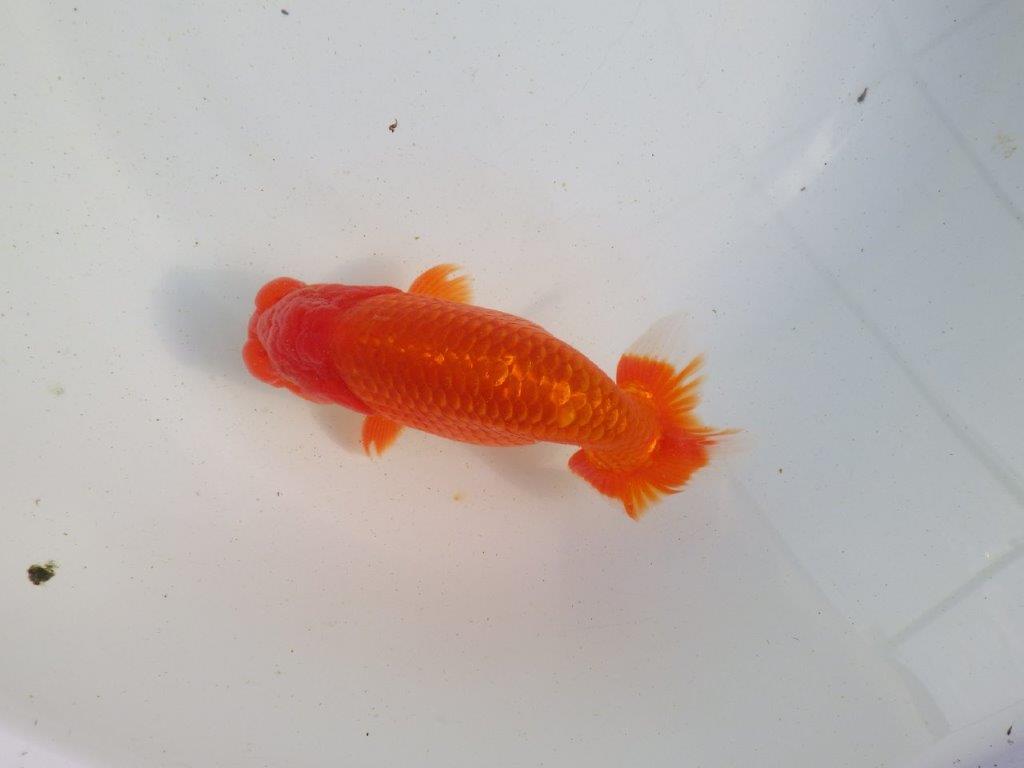 【愛知 伊藤孝広 氏】素晴らしい尾型、尾構えの明け二歳らんちゅう 約14㎝オス?