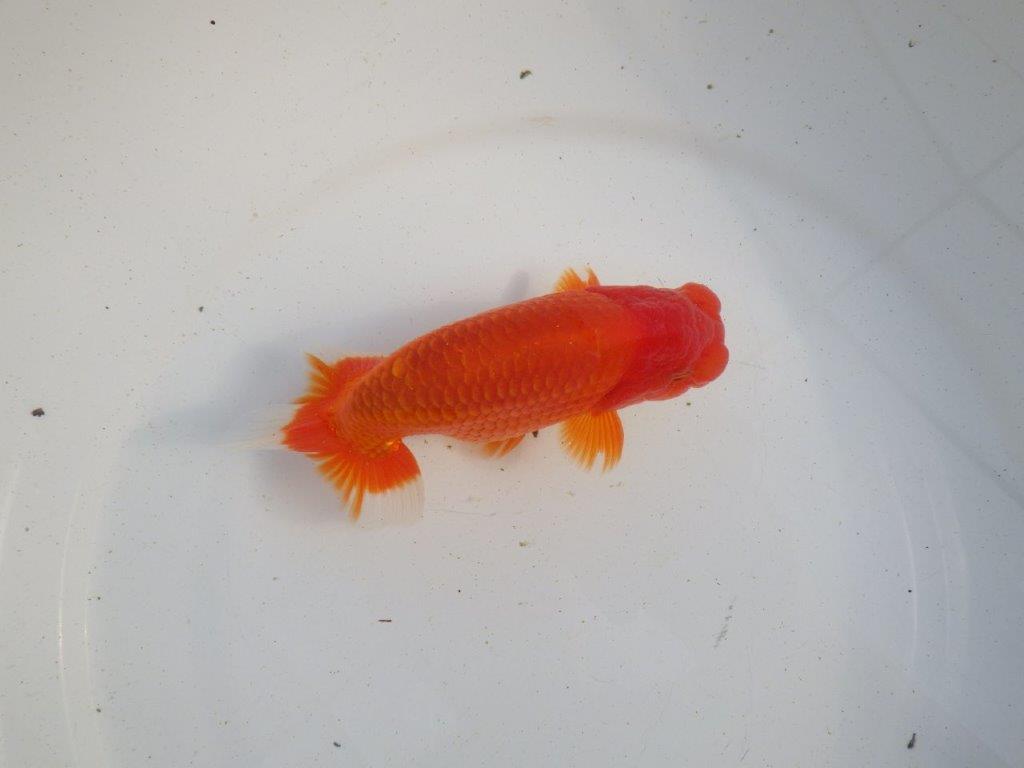 【愛知 伊藤孝広 氏】素晴らしい尾型、尾構えの明け二歳らんちゅう 約14㎝オス?