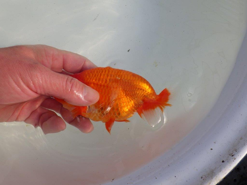 【愛知 伊藤孝広 氏】素晴らしい尾型、尾構えの明け二歳らんちゅう 約14㎝オス?