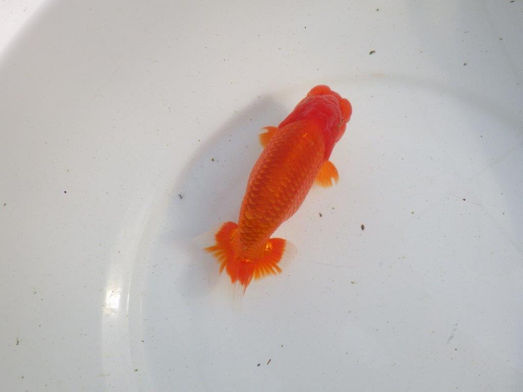 【愛知 伊藤孝広 氏】素晴らしい尾型、尾構えの明け二歳らんちゅう 約14㎝オス?