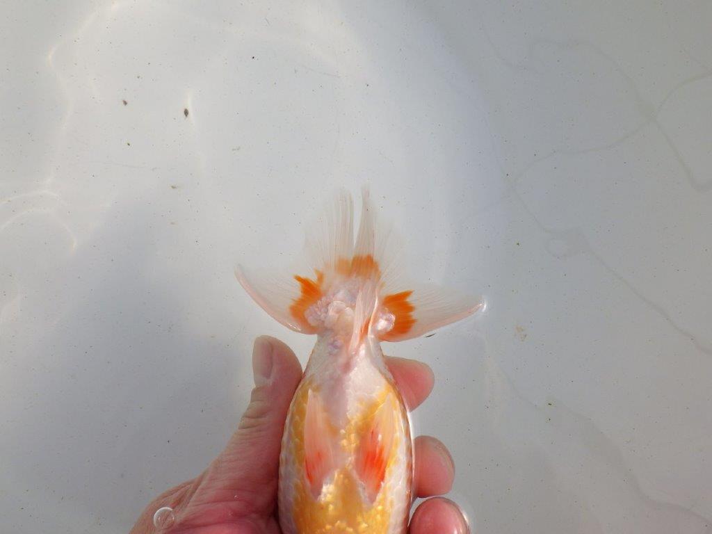 【愛知 伊藤孝広 氏】両面カナコ系更紗明け二歳らんちゅう 約15,5㎝