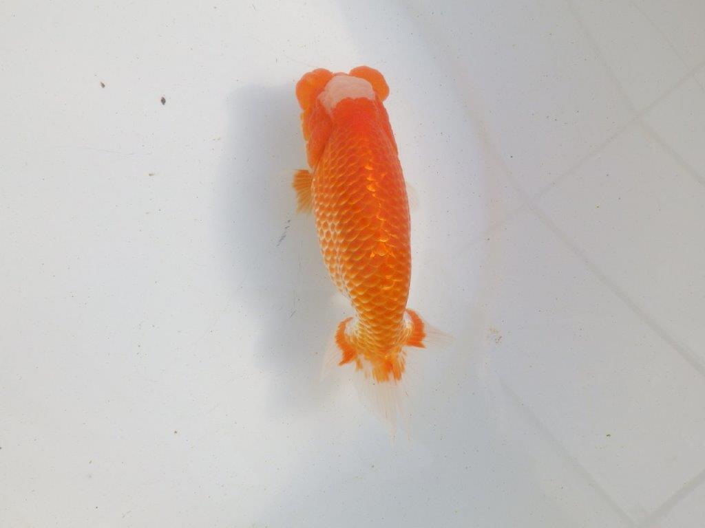 【愛知 伊藤孝広 氏】両面カナコ系更紗明け二歳らんちゅう 約15,5㎝