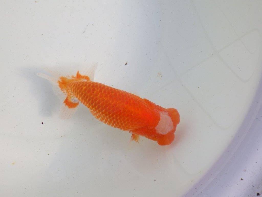 【愛知 伊藤孝広 氏】両面カナコ系更紗明け二歳らんちゅう 約15,5㎝