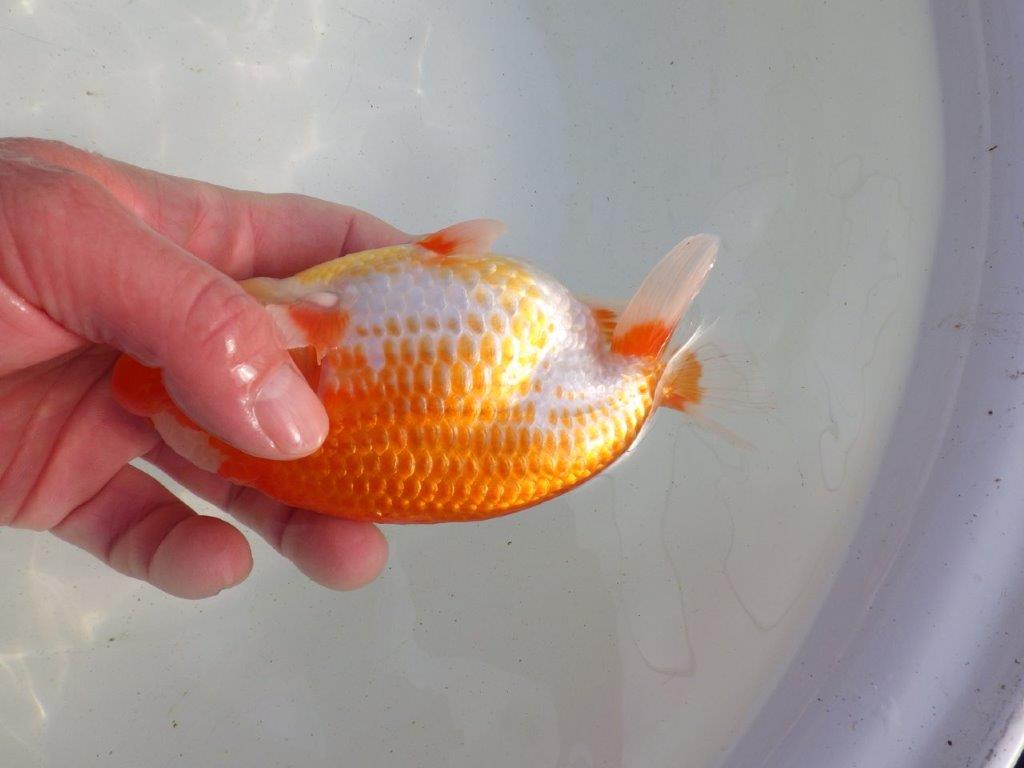 【愛知 伊藤孝広 氏】両面カナコ系更紗明け二歳らんちゅう 約15,5㎝