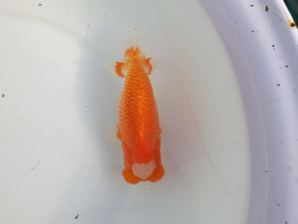 【愛知 伊藤孝広 氏】両面カナコ系更紗明け二歳らんちゅう 約15,5㎝