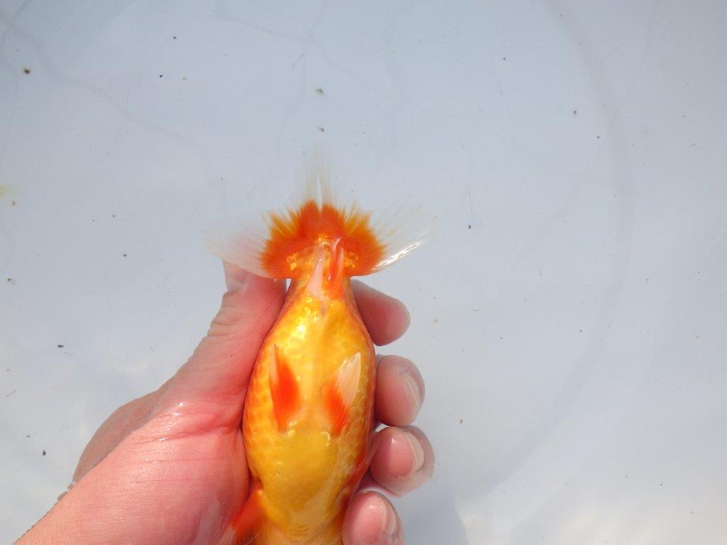 【愛知 石黒英明 氏】水槽映え背も綺麗！明け二歳らんちゅう 約13,5㎝オス？