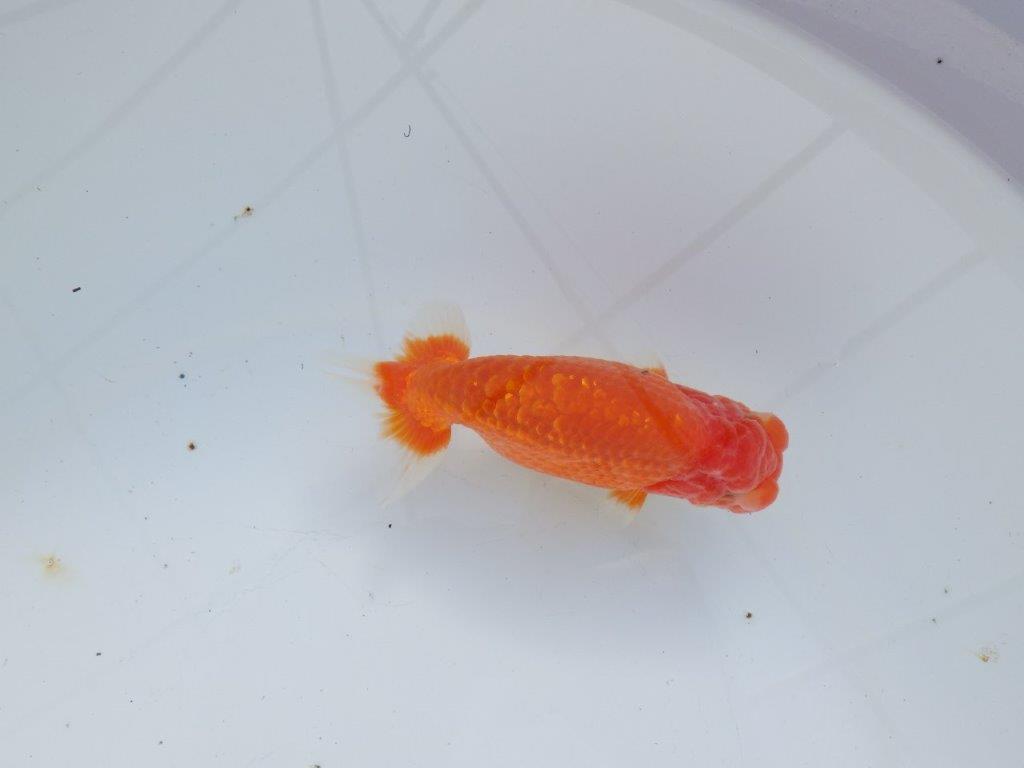 【愛知 石黒英明 氏】水槽映え背も綺麗！明け二歳らんちゅう 約13,5㎝オス？