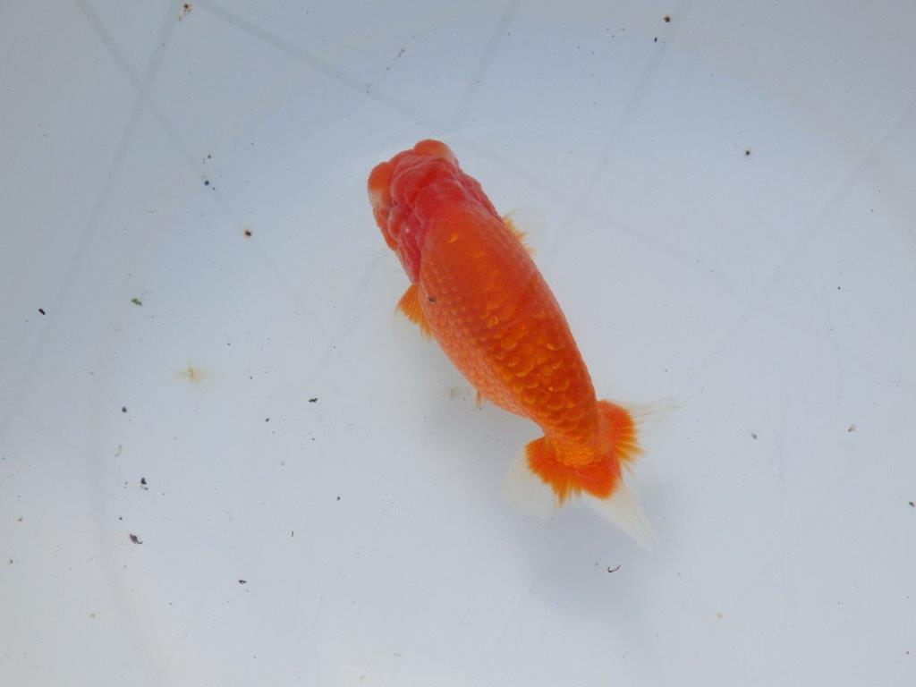 【愛知 石黒英明 氏】水槽映え背も綺麗！明け二歳らんちゅう 約13,5㎝オス？