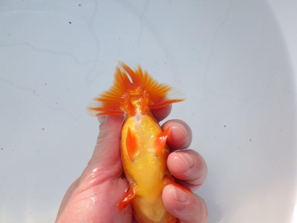 【愛知 石黒英明 氏】タネにお勧めの尾！明け二歳らんちゅう 約12㎝オス？