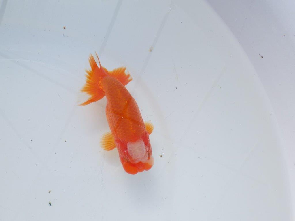 【愛知 石黒英明 氏】タネにお勧めの尾！明け二歳らんちゅう 約12㎝オス？