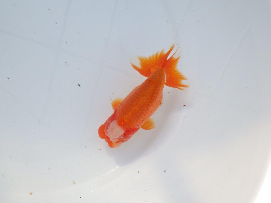 【愛知 石黒英明 氏】タネにお勧めの尾！明け二歳らんちゅう 約12㎝オス？