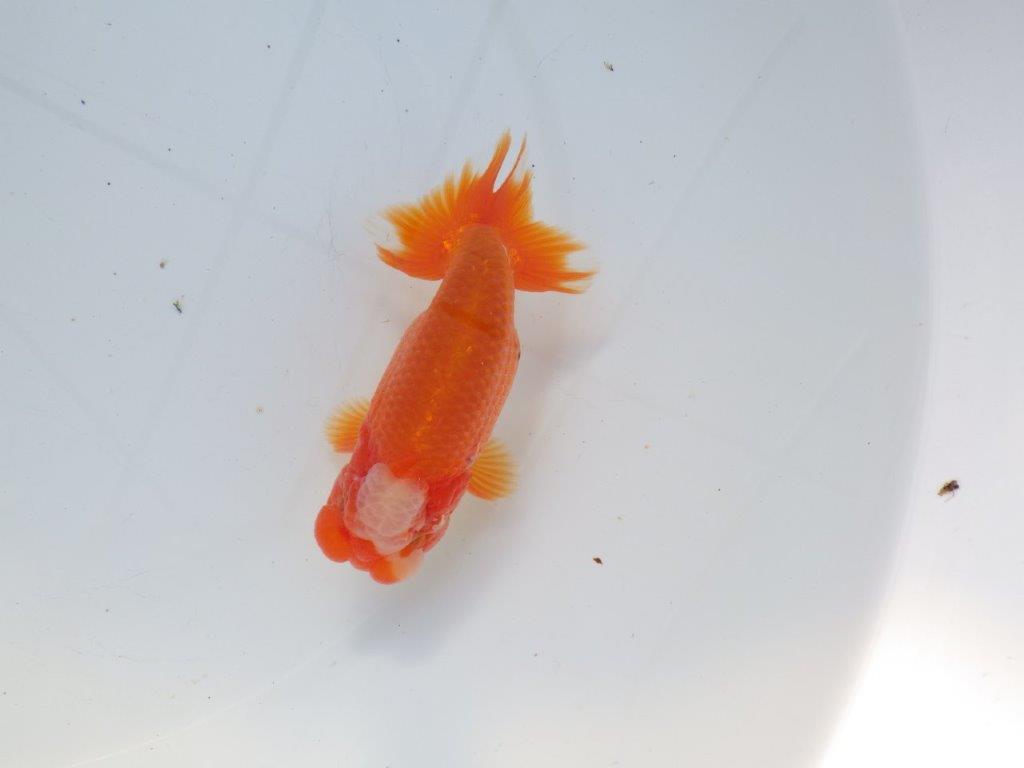 【愛知 石黒英明 氏】タネにお勧めの尾！明け二歳らんちゅう 約12㎝オス？