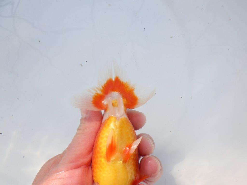 【愛知 石黒英明 氏】おすすめ！明け二歳らんちゅう 約14㎝オス？