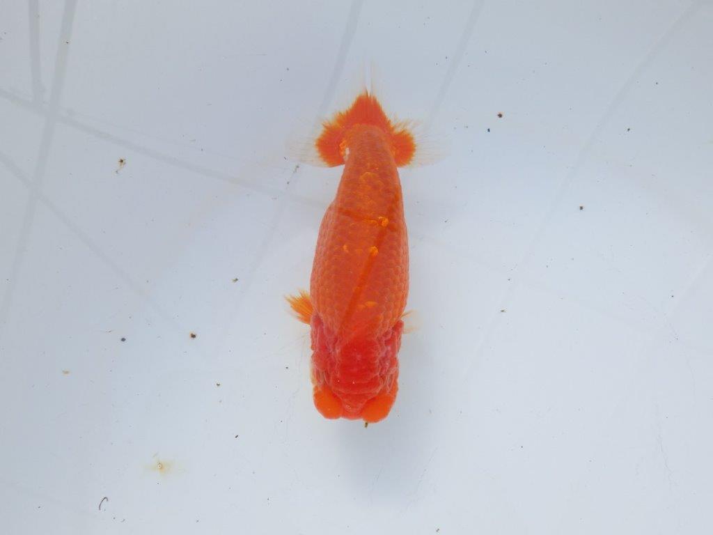 【愛知 石黒英明 氏】おすすめ！明け二歳らんちゅう 約14㎝オス？