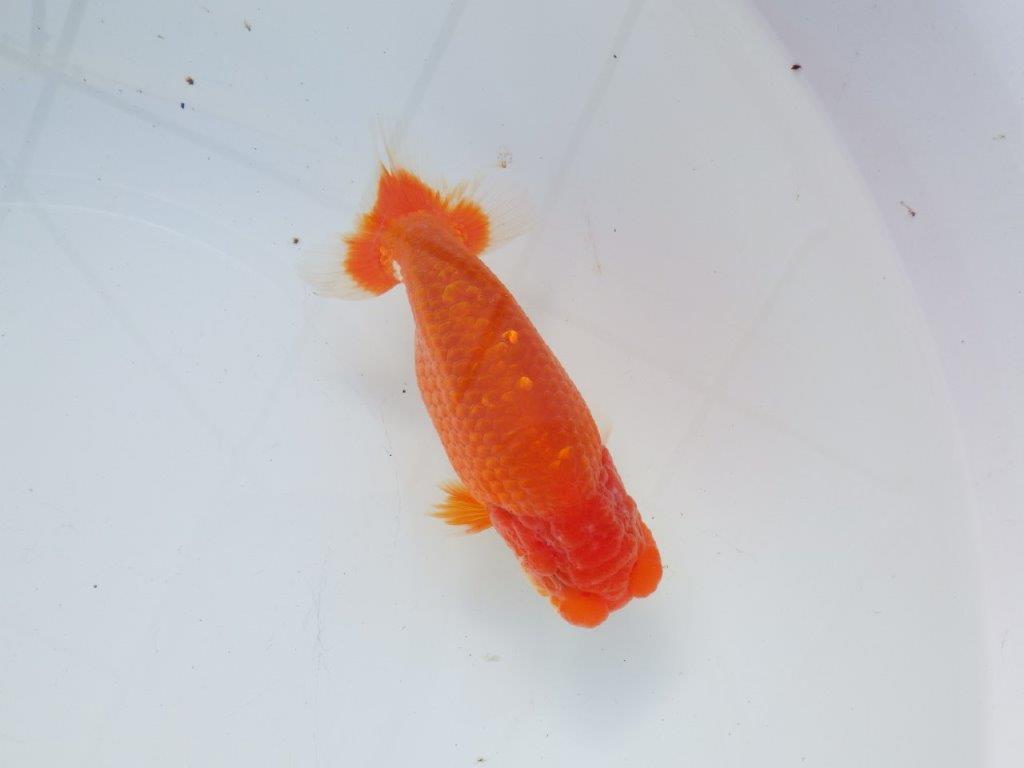 【愛知 石黒英明 氏】おすすめ！明け二歳らんちゅう 約14㎝オス？の上身