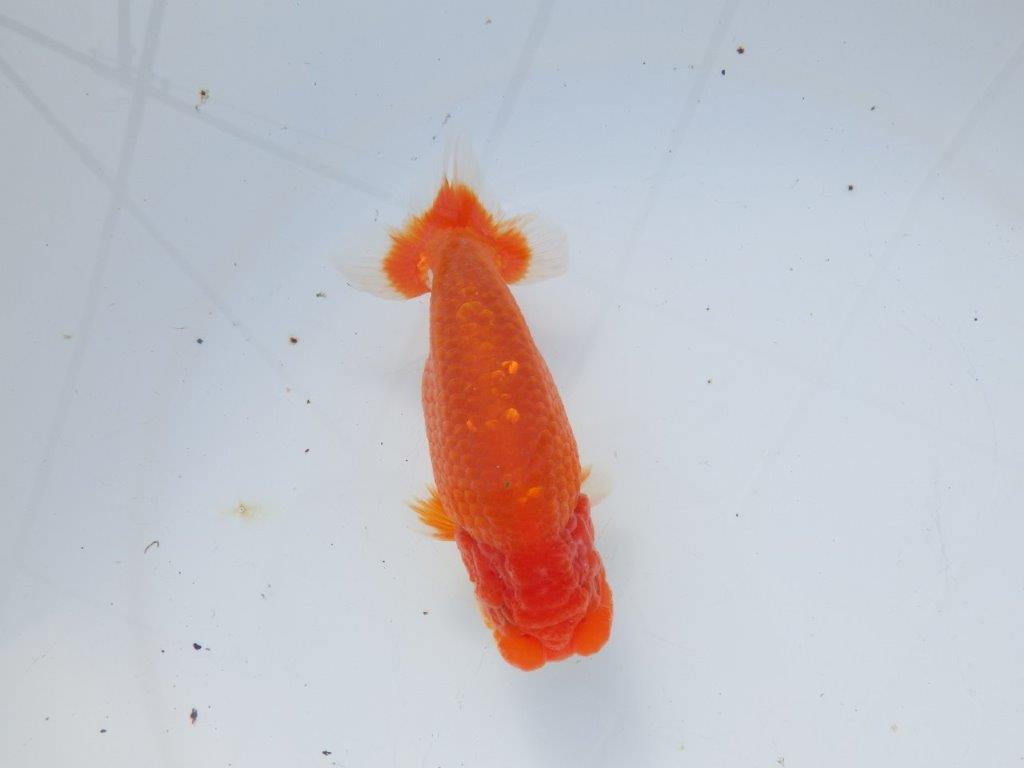 【愛知 石黒英明 氏】おすすめ！明け二歳らんちゅう 約14㎝オス？