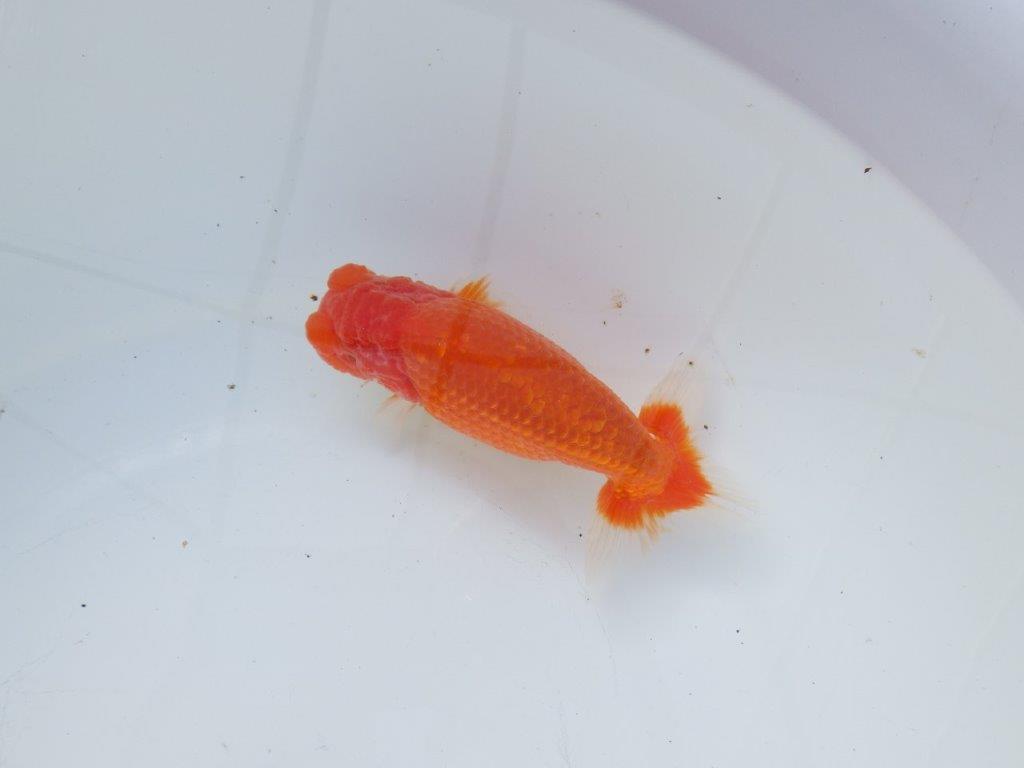 【愛知 石黒英明 氏】おすすめ！明け二歳らんちゅう 約14㎝オス？