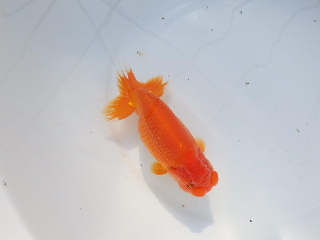 【愛知 石黒英明 氏】雰囲気が良い!!明け二歳らんちゅう 約15㎝オス?