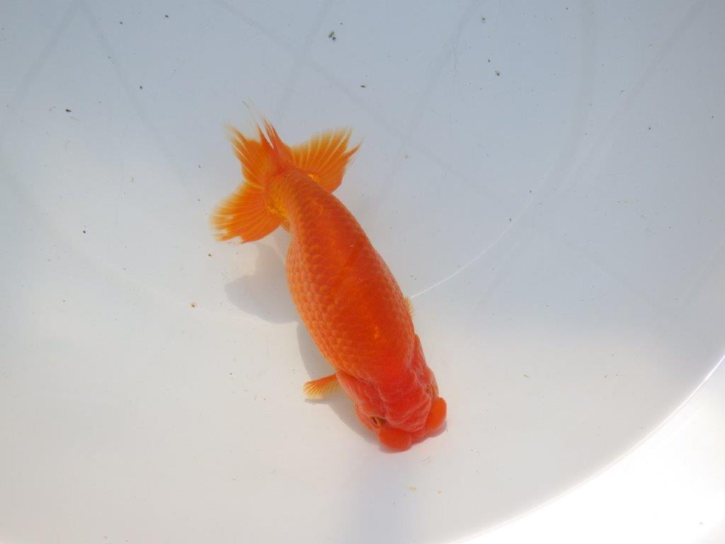 【愛知 石黒英明 氏】雰囲気が良い!!明け二歳らんちゅう 約15㎝オス?