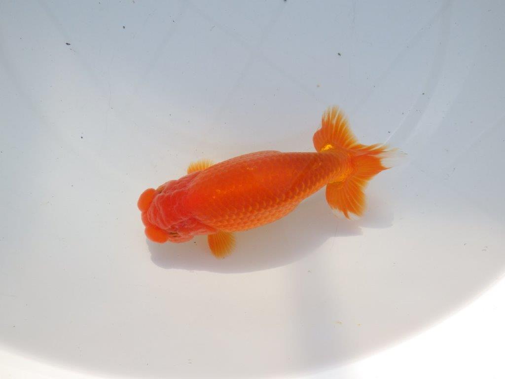 【愛知 石黒英明 氏】雰囲気が良い!!明け二歳らんちゅう 約15㎝オス?