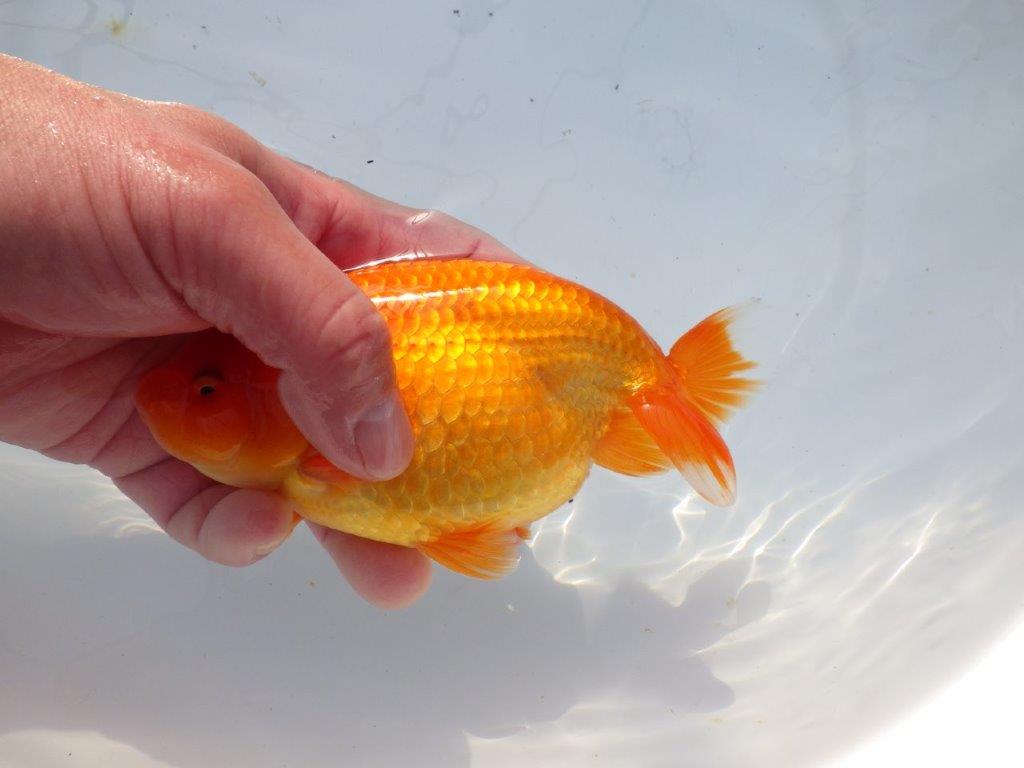 【愛知 石黒英明 氏】雰囲気が良い!!明け二歳らんちゅう 約15㎝オス?