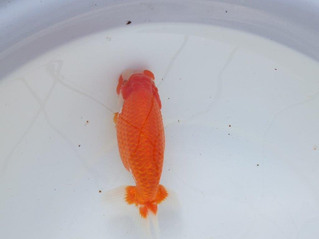 【愛知 石黒英明 氏】迫力のサイズ感！！明け二歳らんちゅう 約16㎝メス？