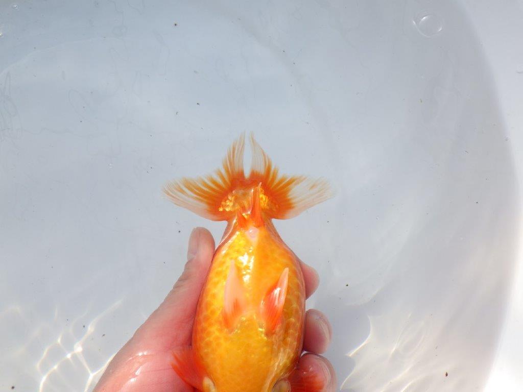 【愛知 石黒英明 氏】大きいサイズ！！明け二歳らんちゅう 約16㎝メス？